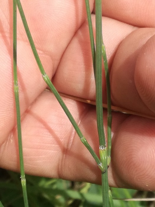 Sand-Schachtelhalm (Equisetum ramosissimum) - © Bernard Wieser Sand-Schachtelhalm (Equisetum ramosissimum) - © Bernard Wieser