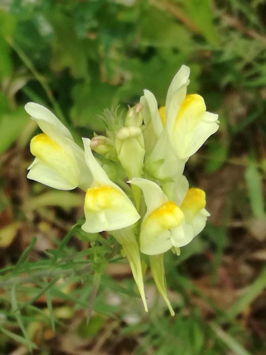Gewöhnliches Leinkraut (Linaria vulgaris) - © Bernard Wieser Gewöhnliches Leinkraut (Linaria vulgaris) - © Bernard Wieser