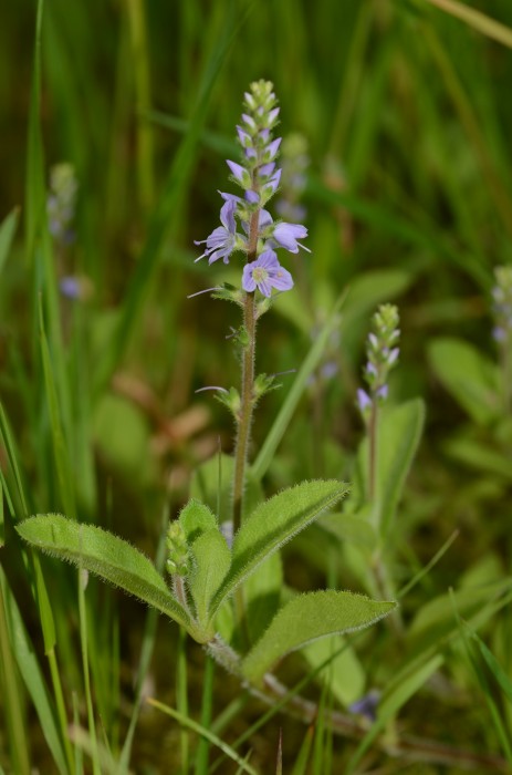 Echter Ehrenpreis, Wald-Ehrenpreis (Veronica officinalis) - © Bernard Wieser Echter Ehrenpreis, Wald-Ehrenpreis (Veronica officinalis) - © Bernard Wieser