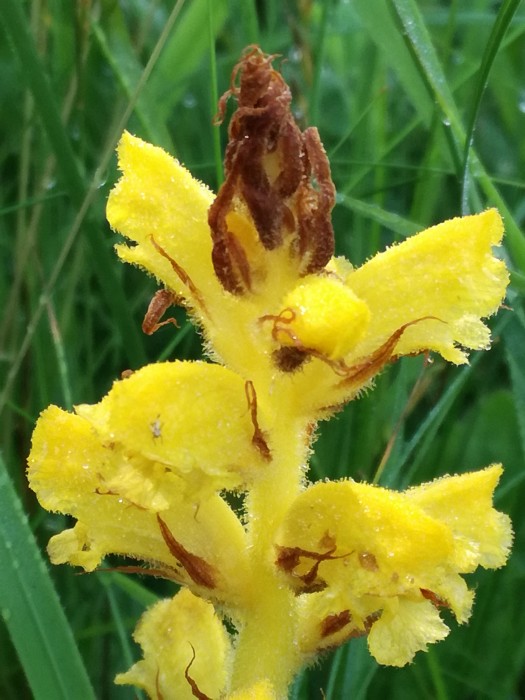 Gelbe Sommerwurz (Orobanche lutea) - © Bernard Wieser Gelbe Sommerwurz (Orobanche lutea) - © Bernard Wieser