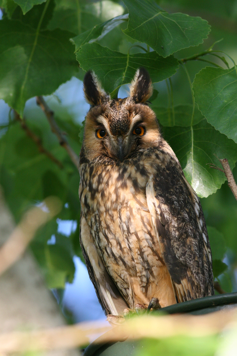 Waldohreule (Asio otus) - © Michael Tiefenbach Waldohreule (Asio otus) - © Michael Tiefenbach