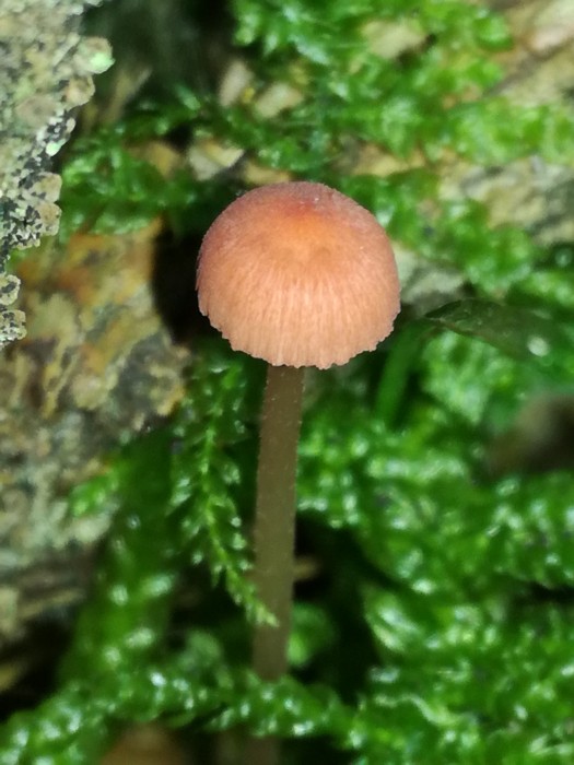 Rosaschneidiger Helmling (Mycena rosella) - © Bernard Wieser Rosaschneidiger Helmling (Mycena rosella) - © Bernard Wieser