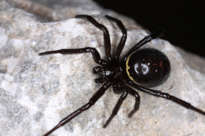 Falsche Schwarze Witwe Spinnen Steatoda Paykulliana