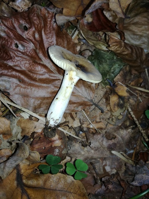 Wechselfarbiger Spei-Täubling (Russula fragilis) - © Bernard Wieser Wechselfarbiger Spei-Täubling (Russula fragilis) - © Bernard Wieser