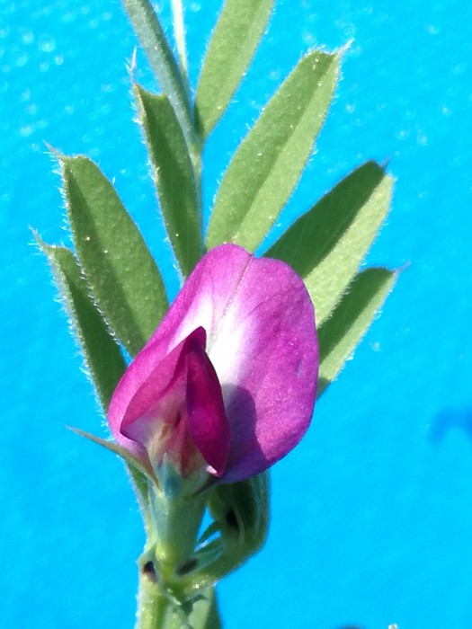 Schmalblättrige Wicke (Vicia angustifolia) - © Bernard Wieser Schmalblättrige Wicke (Vicia angustifolia) - © Bernard Wieser